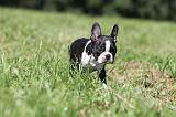 BOSTON TERRIER 120